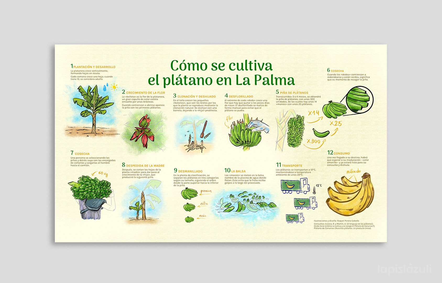 Cultivo del plátano en La Palma