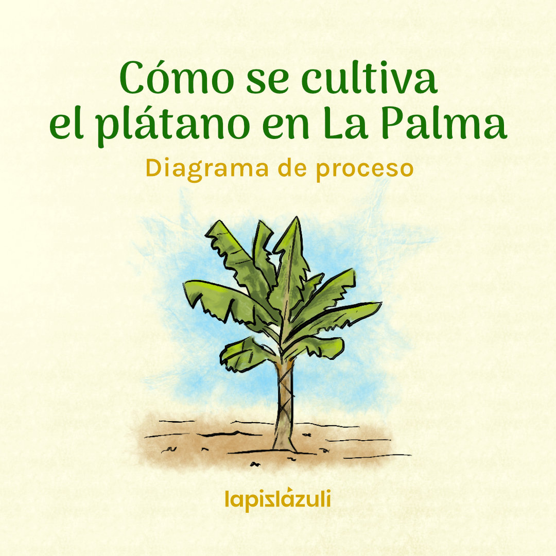 Cultivo del plátano en la isla de La Palma